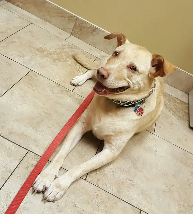 St Francis Animal Hospital Picture 3