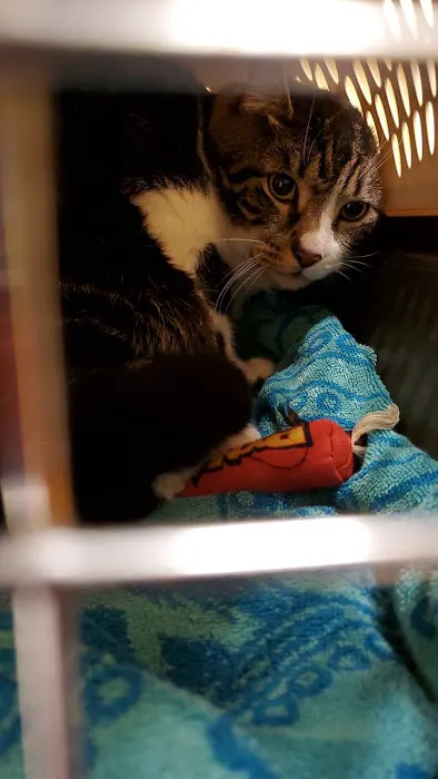 St Francis Animal Hospital Picture 7