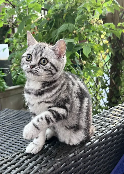 Cheshire Smile British Shorthair and Scottish Fold Picture 1