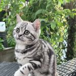 Cheshire Smile British Shorthair and Scottish Fold