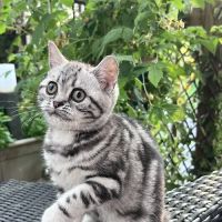 Cheshire Smile British Shorthair and Scottish Fold ico