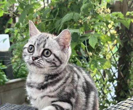 Cheshire Smile British Shorthair and Scottish Fold