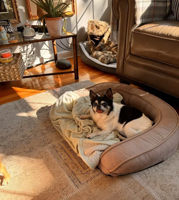 Animal House Veterinary Hospital Picture 8