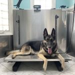 Staten Island Veterinary Group