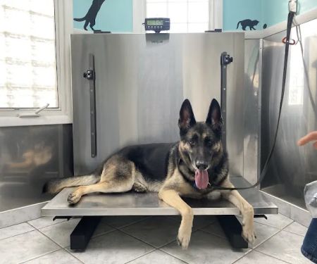 Staten Island Veterinary Group