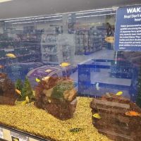 Petco ico
