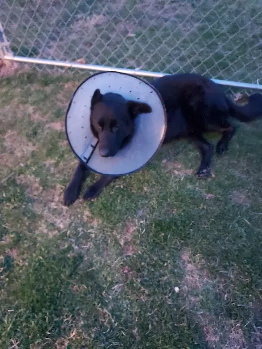 Blue Mountain Animal Hospital Picture 1