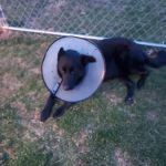 Blue Mountain Animal Hospital