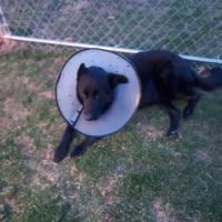Blue Mountain Animal Hospital ico
