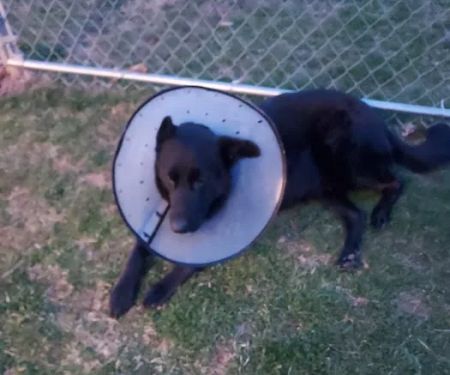 Blue Mountain Animal Hospital