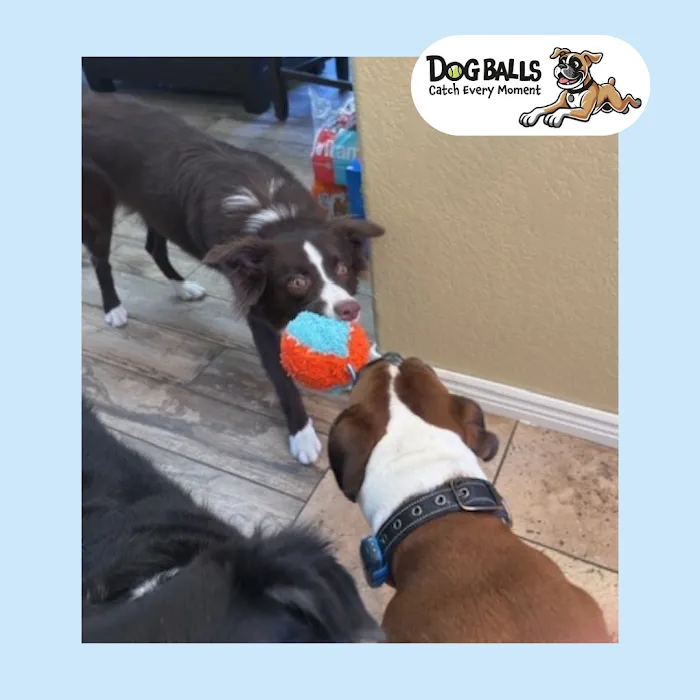 Dog Balls Picture 9