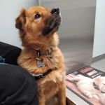 Brodheadsville Veterinary Clinic