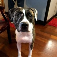 Kanyon's Golden Veterinary Care, LLC ico