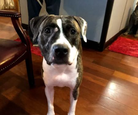 Kanyon's Golden Veterinary Care, LLC