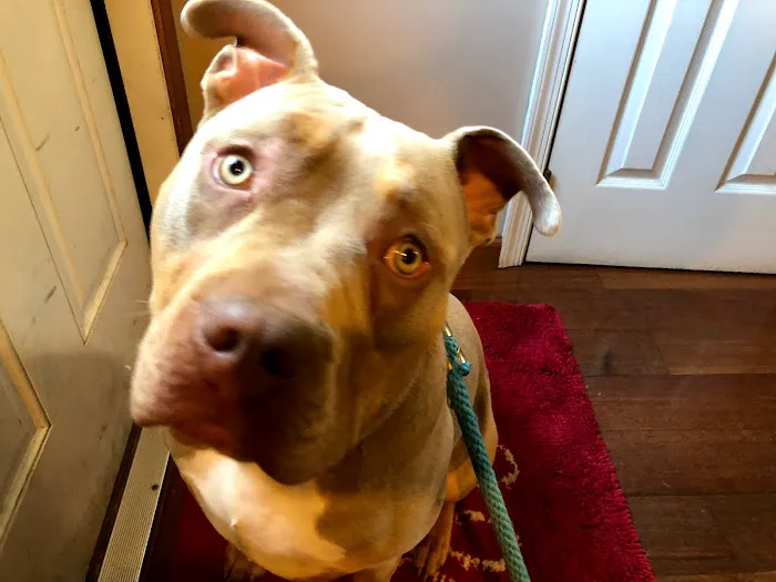 Kanyon's Golden Veterinary Care, LLC Picture 6
