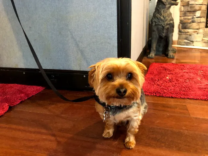 Kanyon's Golden Veterinary Care, LLC Picture 7