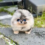 Teacup Puppies For sale / AKC Teacup Puppies Available/Staffordshire Bull Terrier Puppies For Sale