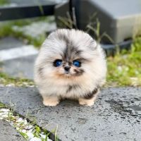 Teacup Puppies For sale / AKC Teacup Puppies Available/Staffordshire Bull Terrier Puppies For Sale ico