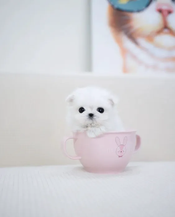 Teacup Puppies For sale / AKC Teacup Puppies Available/Staffordshire Bull Terrier Puppies For Sale Picture 5