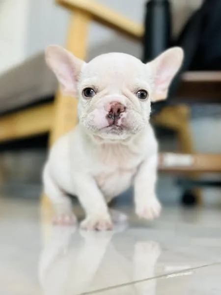Teacup Puppies For sale / AKC Teacup Puppies Available/Staffordshire Bull Terrier Puppies For Sale Picture 6