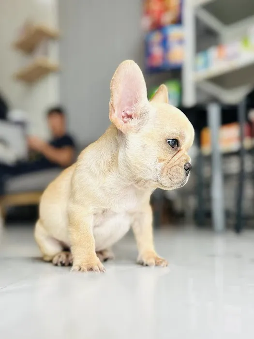 Teacup Puppies For sale / AKC Teacup Puppies Available/Staffordshire Bull Terrier Puppies For Sale Picture 7