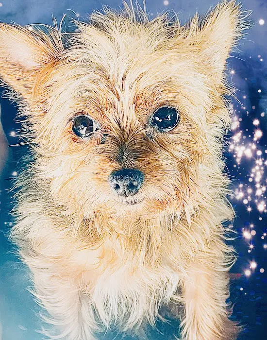 Best Friends Veterinary Clinic Picture 2