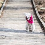 Best Friends Veterinary Clinic