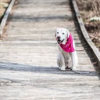 Best Friends Veterinary Clinic ico