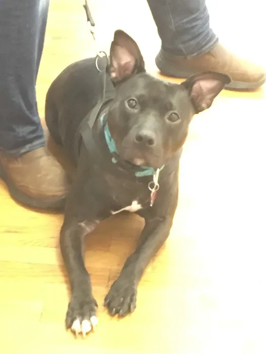 Best Friends Veterinary Clinic Picture 8