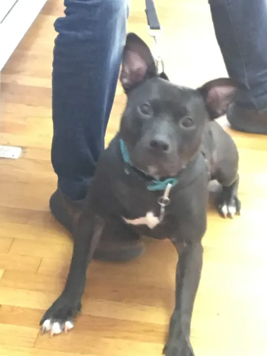 Best Friends Veterinary Clinic Picture 9