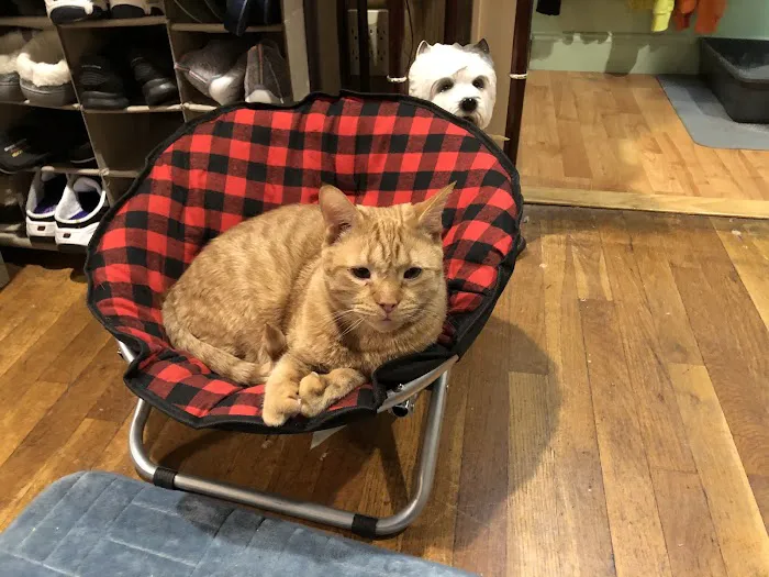 Creature Comforts Veterinary Service Picture 1