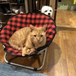 Creature Comforts Veterinary Service