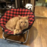 Creature Comforts Veterinary Service ico