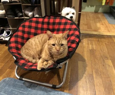 Creature Comforts Veterinary Service