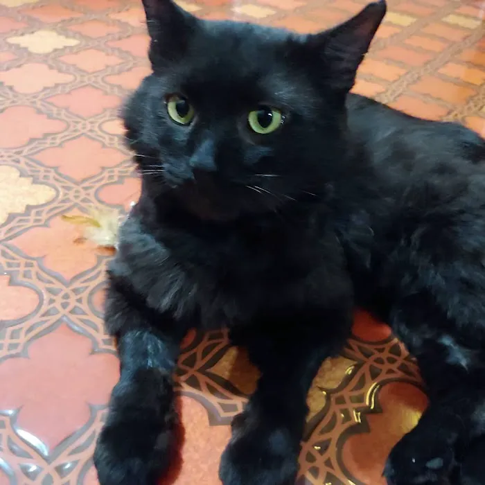 Creature Comforts Veterinary Service Picture 4