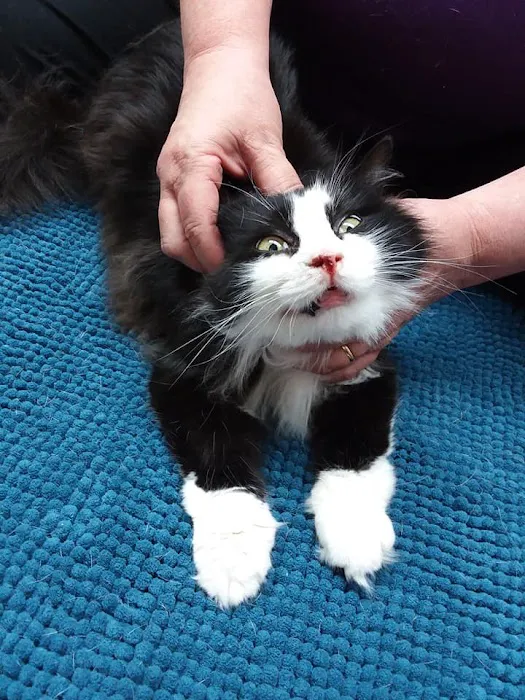 Creature Comforts Veterinary Service Picture 6