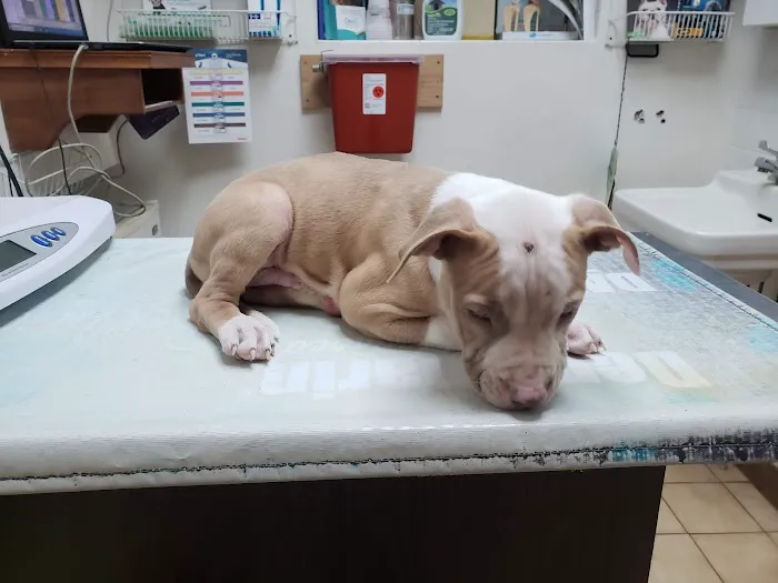 Creature Comforts Veterinary Service Picture 8
