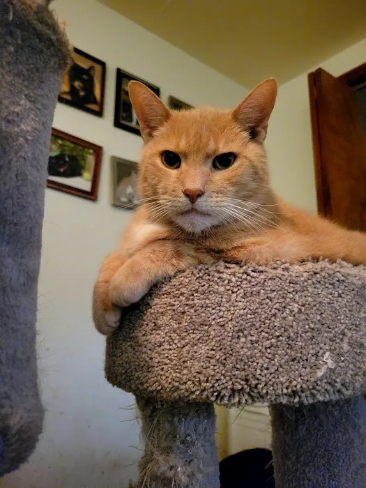 Creature Comforts Veterinary Service Picture 10