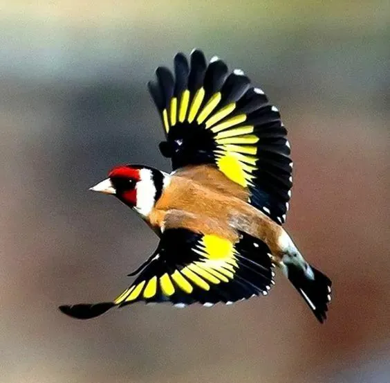 Exotic Bird Aviary Picture 1