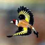 Exotic Bird Aviary