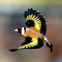 Exotic Bird Aviary ico