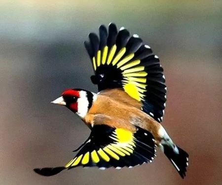 Exotic Bird Aviary