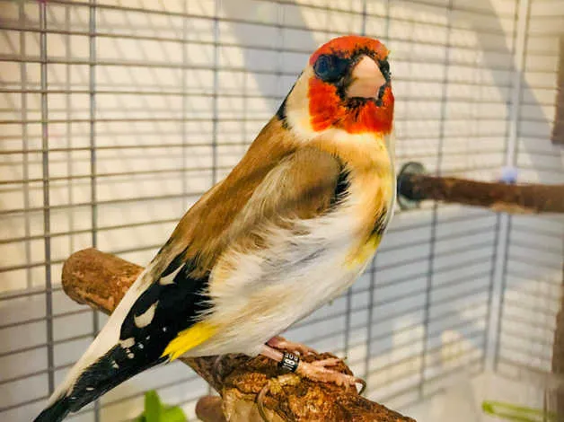 Exotic Bird Aviary Picture 4