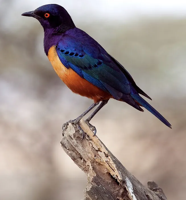 Exotic Bird Aviary Picture 6