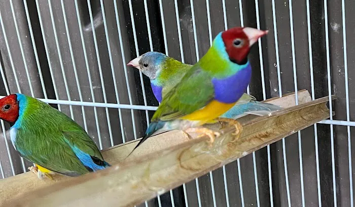 Exotic Bird Aviary Picture 8