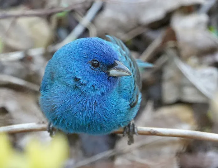 Exotic Bird Aviary Picture 10