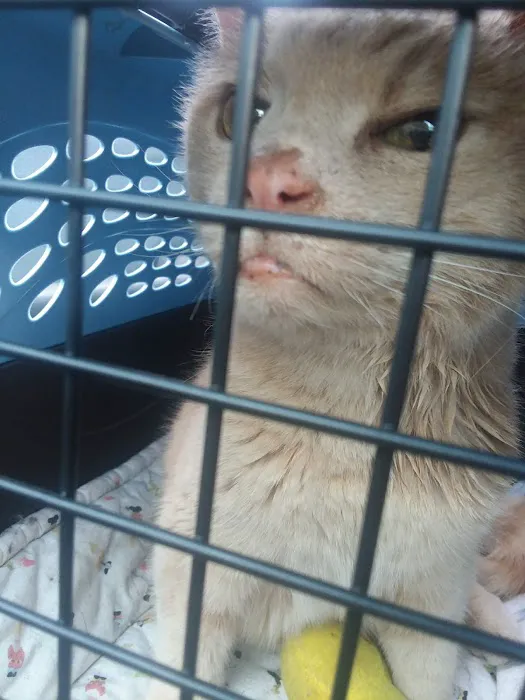 Creature Comforts Veterinary Service : Kelleher Daniel A DVM Picture 2