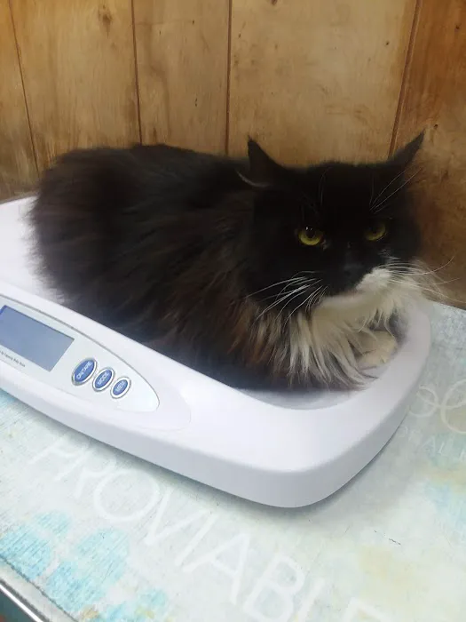 Creature Comforts Veterinary Service : Kelleher Daniel A DVM Picture 1