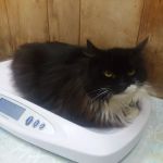 Creature Comforts Veterinary Service : Kelleher Daniel A DVM