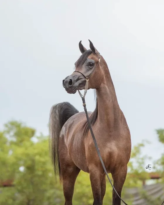 Pedegru - Animal History & Products Picture 2